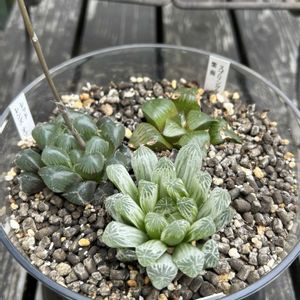 ピレア・ペペロミオイデス,ユーフォルビア　デビリスピナ,多肉植物,多肉寄せ植え,ハオルチア属の画像