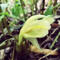 ミョウガ,マイガーデン,花のある暮らし,薬味,今日のお花の画像