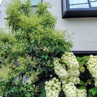 カシワバアジサイ,カシワバアジサイ,シマトネリコ,シマトネリコ,花のある暮らし♡の画像