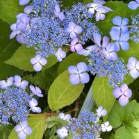 山紫陽花,ガーデニング,マイガーデン,ヤマアジサイ,紫陽花 アジサイ あじさいの画像