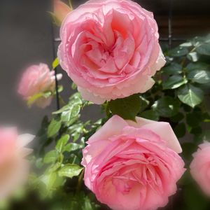 花壇,咲いてくれてありがとう❤,ばら バラ 薔薇,おうち時間,ばら　ピエールド・ロンサールの画像