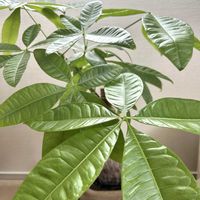 パキラ,実生 パキラ,観葉植物,わさわさ〜,リビング・ダイニングの画像
