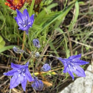 ガイラルディア,ブローディア,ガーデニング,花のある暮らし,ナチュラルスタイルの画像