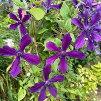 クレマチス,ガーデニング,初夏の庭,宿根草♪の画像