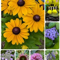 アガパンサス,アジサイ,エキナセア,ボタンクサギ,紫陽花 ダンスパーティーの画像