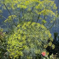 バラ,ディル,イノンド,ハーブ,観葉植物の画像
