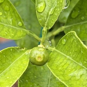 柚子,ガーデニング,花のある暮らし,実のなる木,ナチュラルスタイルの画像