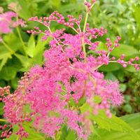 ドクダミ,八重咲きドクダミ,斑入りオモト,キョウカノコ,京 鹿の子の画像