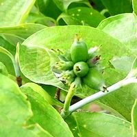 ハナミズキ,出勤途中で,通り道の萬病院の花壇にの画像