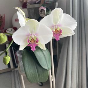 胡蝶蘭,観葉植物,お花,洋ランの画像