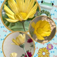ヒメノキシス イエローファンタジー,ヒメノキシス イエローファンタジー,黄色のお花,皆様にありがとう♡,毎月6日はカエルの日の画像