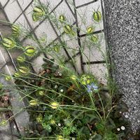 ニゲラの画像