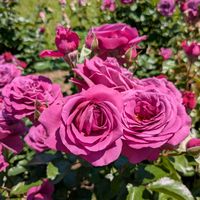 バラ,大きな公園,ピンク❤︎ピンク,豪華な花,お出かけ先の画像