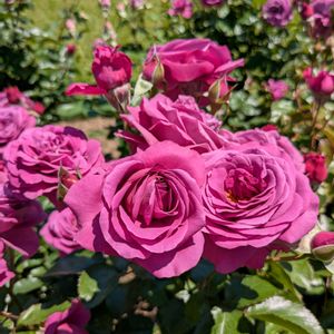 バラ,大きな公園,ピンク❤︎ピンク,豪華な花,お出かけ先の画像