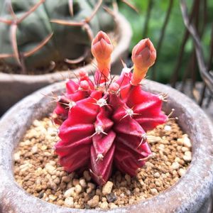 緋牡丹,成長記録,植中毒,植物好き,ベランダの画像
