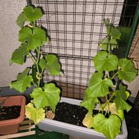 キュウリの栽培,自分のきゅうり,ベランダの画像