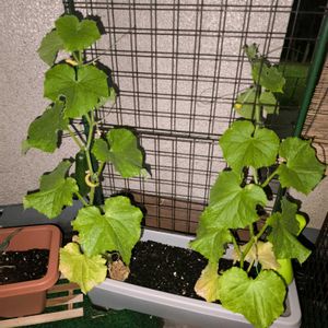 キュウリの栽培,自分のきゅうり,ベランダの画像