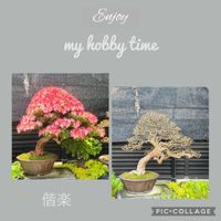 盆栽,サツキ盆栽,剪定の画像