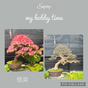 盆栽,サツキ盆栽,剪定の画像