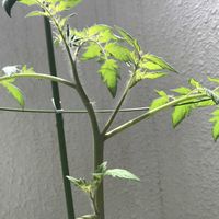ミニトマト,ミニトマト,ミニトマト,ミニトマト,ミニトマトの画像