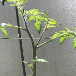 ミニトマト,ミニトマト,ミニトマト,ミニトマト,ミニトマトの画像