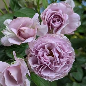 リラ,ロサオリエンティス,薔薇♪,今日の一枚,花のある暮らしの画像