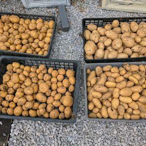 ジャガイモ,ガーデニング,自家製野菜,家庭菜園の画像