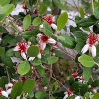 フェイジョア,ピンクアナベル,エメラルドアイル,草花♪,庭の画像