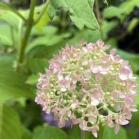 紫陽花,アナベル,ピンクアナベル,ピンクアナベル,ルパルフェの画像