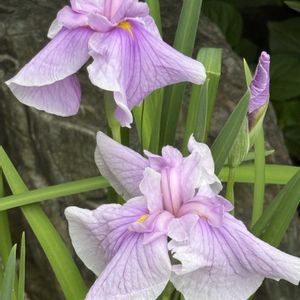 花壇,プランター,庭の片隅❣️。,花との出会い❣️,庭の画像