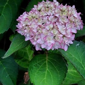 鉢植え,地植え,かわいい花,友人宅,お花に癒やされるの画像