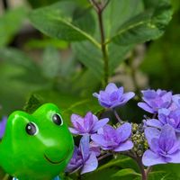 ハイビスカス,タチアオイ,ガクアジサイ,紫陽花 アジサイ あじさい,6日はカエルの日の画像