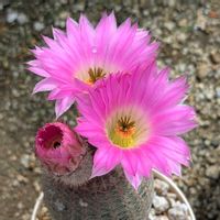 カタバミ,エキノケレウス　紫太陽,ギムノカリキウム属 天紫丸,きく  菊,ギムノカリキウム ミハノビッチの画像
