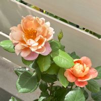 バラ ディスタントドラムス,プリンセス.アレキサンドラ.オブ.ケント,和バラ カゲロウ,ガーデニング,花のある暮らしの画像