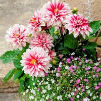 カスミソウ,ダリア,鉢植え,庭の花,白い花の画像