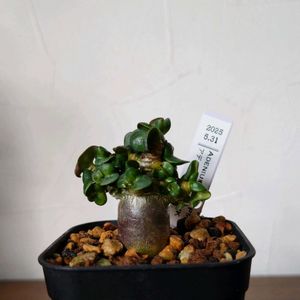 アデニウム,アデニウム 獅子葉,アデニウム ドーセットホーン,アデニウム　DHA PMK,塊根植物の画像