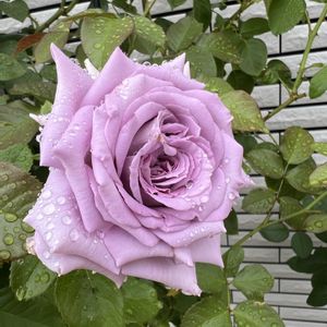 バラ,小さな庭の画像