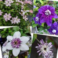 クレマチス,鉢植え,地植え,かわいい花,友人宅の画像