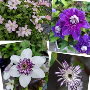 クレマチス,鉢植え,地植え,かわいい花,友人宅の画像