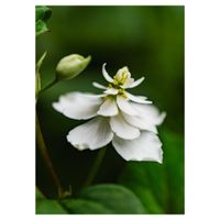 ドクダミ,八重咲きドクダミ,斑入りドクダミ,地植え,白い花の画像