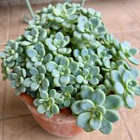多肉,多肉植物 寄せ植え,ロッティ,ロッティ,多肉植物寄せ植えの画像