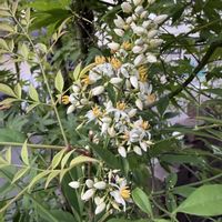 南天(なんてん),鉢植え,白い花,可愛らしい,花のある暮らしの画像