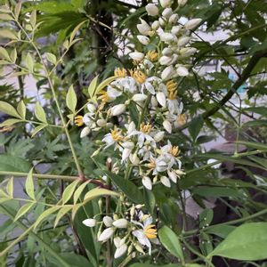 南天(なんてん),鉢植え,白い花,可愛らしい,花のある暮らしの画像