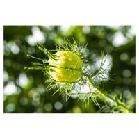 プランター,キンポウゲ科,一年草,青い花,花後も楽しむの画像