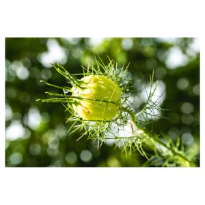 プランター,キンポウゲ科,一年草,青い花,花後も楽しむの画像