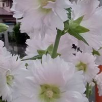 ヒペリカム,立葵（タチアオイ）,スーパーベル　レモンスライス,捩花（ねじばな）の画像