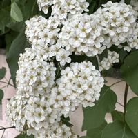 コデマリ,北海道,花っていいね,庭の画像