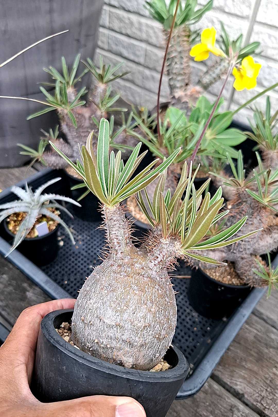塊根植物・コーデックスのコラム一覧｜🍀GreenSnap（グリーンスナップ）
