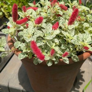 キャットテール バリエガータ,植木鉢,花いろいろ,バラと夢CLUB,おうち園芸の画像