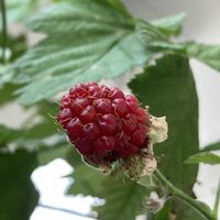 ラズベリー,ベランダガーデニング,ラズベリーの実,バルコニー/ベランダの画像